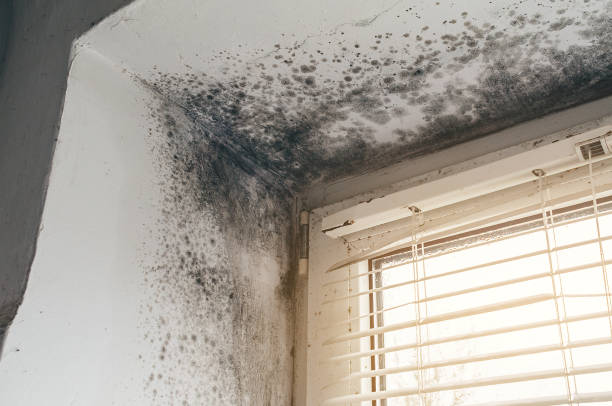Affordable Mold Cleanup solutions in McBain, MI