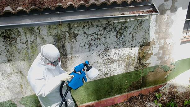 Top rated local Mold Cleanup specialists in McBain, MI